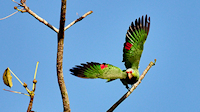 Red lored parrot taking off (Iguana Lodge - Osa Peninsula, near Puerto Jimenez)